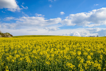 Obraz premium Rapsfeld mit Wolkenhimmel