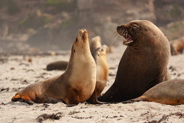 Fototapeta premium Sea Lion at Seal Bay Kangaroo Island Australia