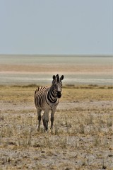Naklejka premium Zebra standing alone in Bushland in Etosha Nationalpark, Namibia