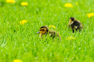 Entenküken in Frühlingswiese