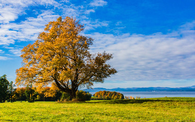 Tree in  golden fall foliage with  Lake Champlain and the Adirondack Mountains in New York