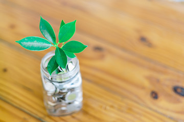 Green plant on  coin in glass jar  with blur nature background. business financial banking saving concept. investment profit income. marketing startup success.