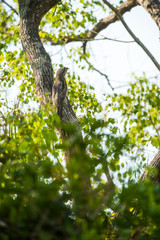 Common Potoo,Nyctibius griseus, Pantanal Magrossense, Brazil