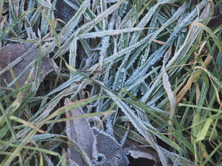 Green grass and gray fallen autumn leaves, covered with frost. Small ice crystals.