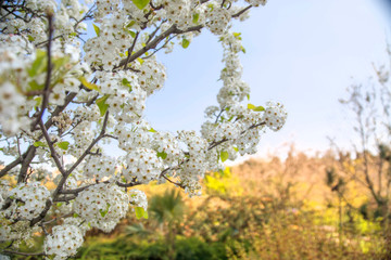Cherry blossom in spring for background
