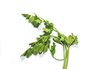 Leaves green celery parsley isolated on white background. Fresh tasty parsley bunch on white background