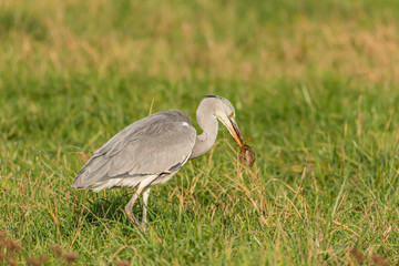 heron with mouse