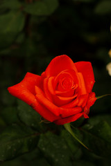 red rose