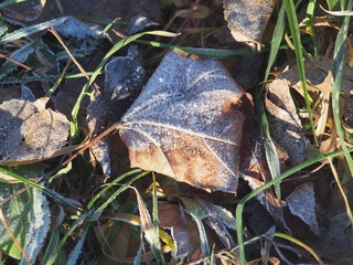 Green grass and gray fallen autumn leaves, covered with frost. Small ice crystals.
