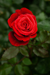 red rose in garden