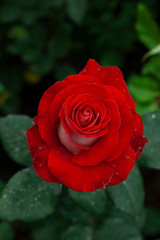 red rose on black background