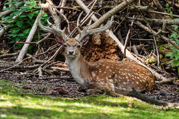 The fallow deer, Dama mesopotamica is a ruminant mammal