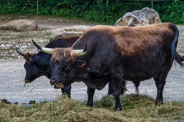 Heck cattle, Bos primigenius taurus or aurochs in the zoo