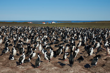 Large colony of Imperial Shag (Phalacrocorax atriceps albiventer) on Bleaker Island on the Falkland...