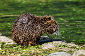 Coypu, Myocastor coypus, also known as river rat or nutria
