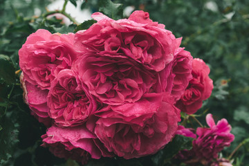 Lush  branch of beautiful garden pink roses in raindrops in the park,  close up, soft focus