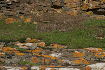 Ruddy Headed Goose (Chloephaga rubidiceps) on the coast of Bleaker Island in the Falkland Islands.