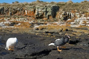 Pair of Kelp Geese (Chloephaga hybrida malvinarum) on the rocky coast of Bleaker Island in the...