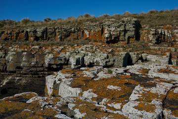 Colourful lichens and plants covering the rocky coastline of Bleaker Island on the Falkland Islands.