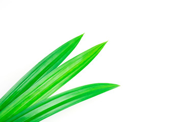 Fresh pandan leave isolated on white background with clipping path