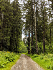 Forest road in the mountains.