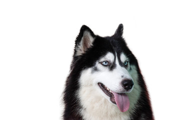 Portrait of siberian Husky dog isolated on white background