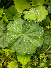 Glittering water drops on leaves