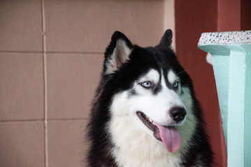 Portrait of siberian Husky dog