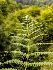 Fern leaf.