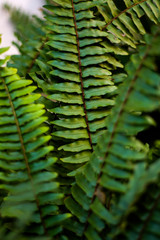 Fototapeta premium green fern leaves in the garden