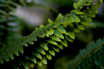 green fern leaves in the garden