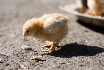 chicken pecks grain