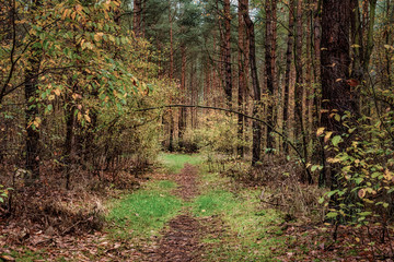 Fototapeta premium Im Wald nach dem Regen