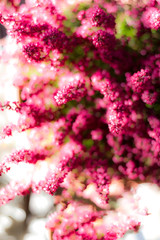 Heather flower bouquet with blurry effect in the garden
