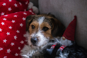 Young dog beagle and fox terrier mix laying on a red pillow with stars and a Santa Claus toy