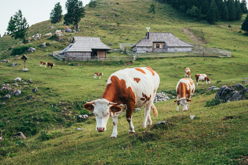 Fototapeta na wymiar Group of cows on pasture in front of traditional houses. Velika Planina, Slovenia