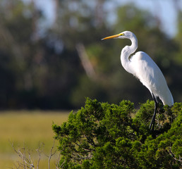 Egret