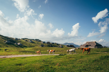 Obraz premium Group of cows on pasture in front of traditional houses. Velika Planina, Slovenia