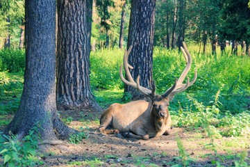 Young Red Deer with branched wide horns is lying on forest meadow with pine trees on  sunny day.Beautiful forest landscape with wild animals.