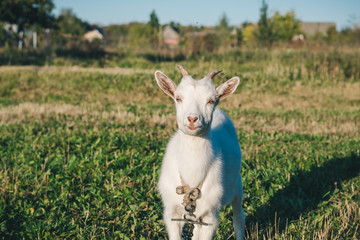 Fototapeta premium Young white horned goat grazes in a green meadow on a bright sunny day