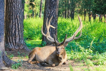 Young Red Deer with branched wide horns is lying on forest meadow with pine trees on  sunny day.Beautiful forest landscape with wild animals.