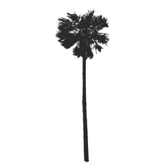 Realistic palm tree silhouette. Vector illustration.
