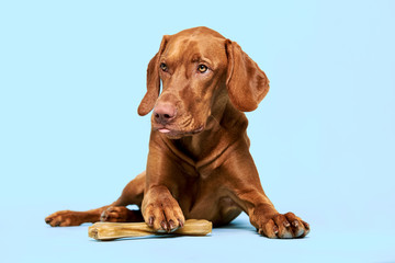 Cute hungarian vizsla puppy with rawhide chew bone studio portrait over blue background. Funny dog...