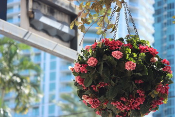 bouquet of flowers