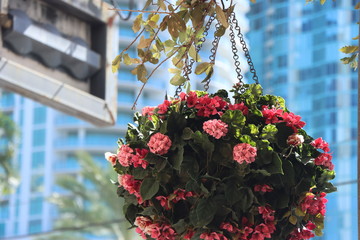 flowers in city