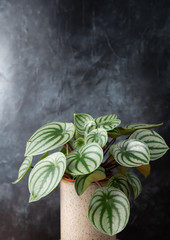 rare tropical plants