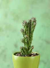 rare tropical plants