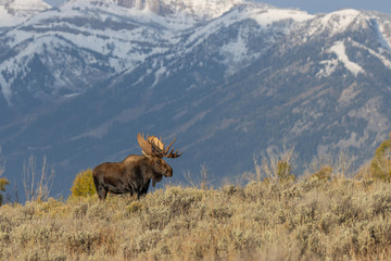 Bull Shiras Moose in Wyoming in Autumn