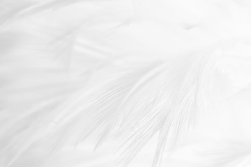 Obraz premium Beautiful line white feather wool pattern texture background