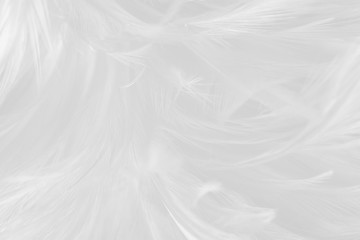 Obraz premium Beautiful line white feather wool pattern texture background